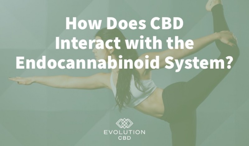 How Does CBD Interact with the Endocannabinoid System?